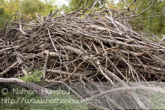 Woodpile_2008-09-27_IMG_2182